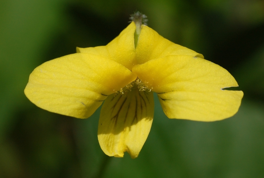 Viola pubescens