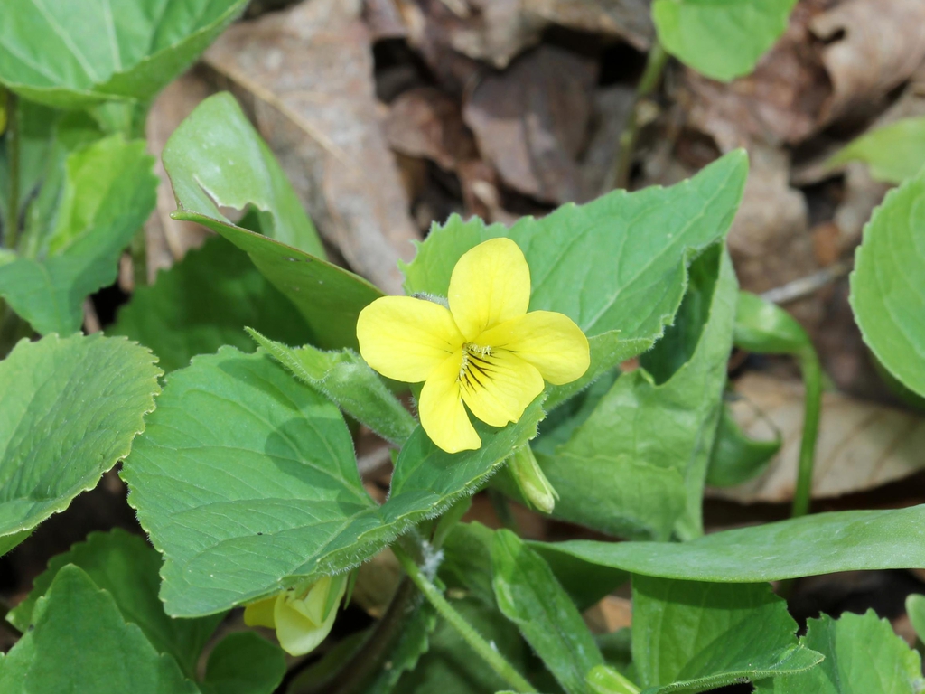 Form
