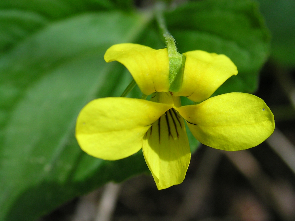 Viola pubescens