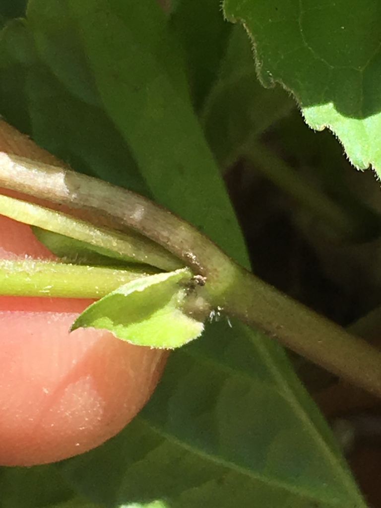 Stem