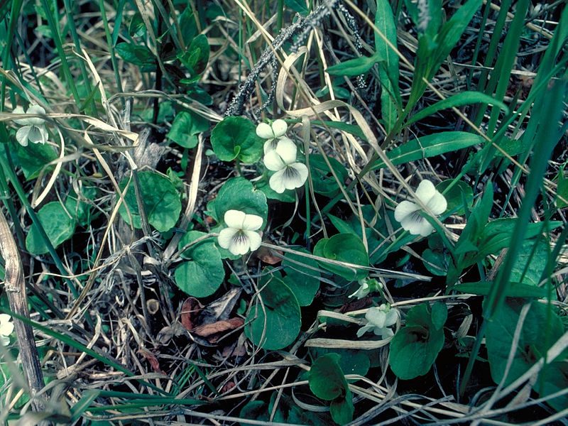 Viola renifolia