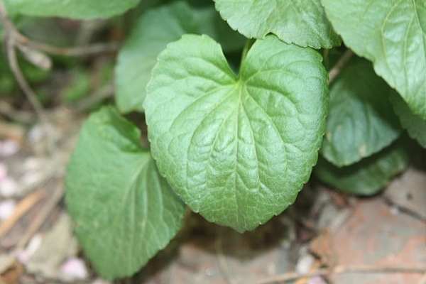Viola sororia