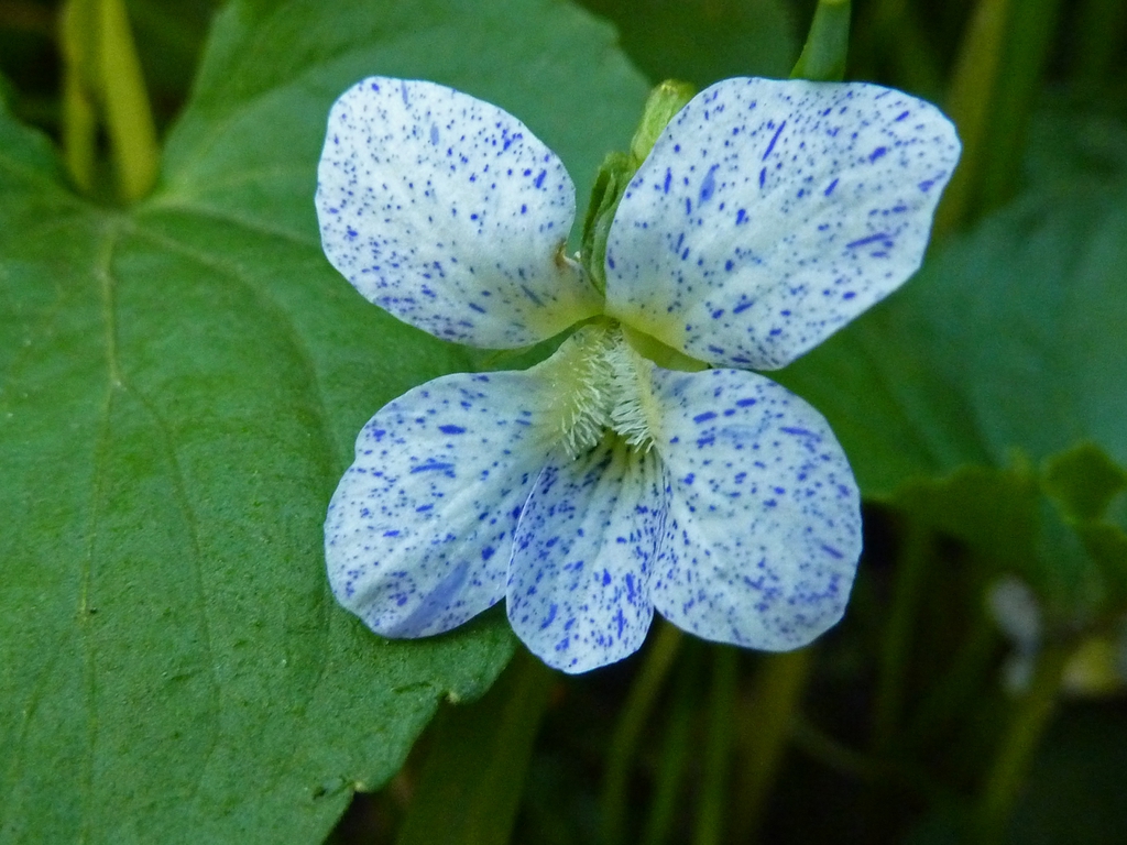 Viola sororia 'Freckles'