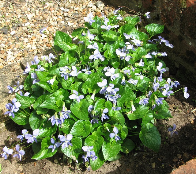 Viola sororia 'Freckles'