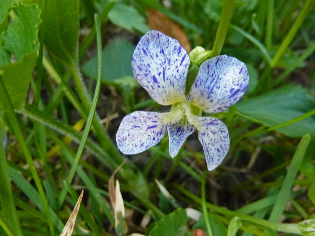 Viola sororia 'Freckles'
