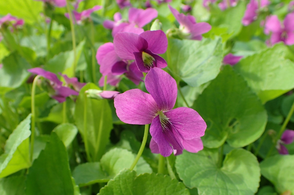 Viola sororia 'Rubra'