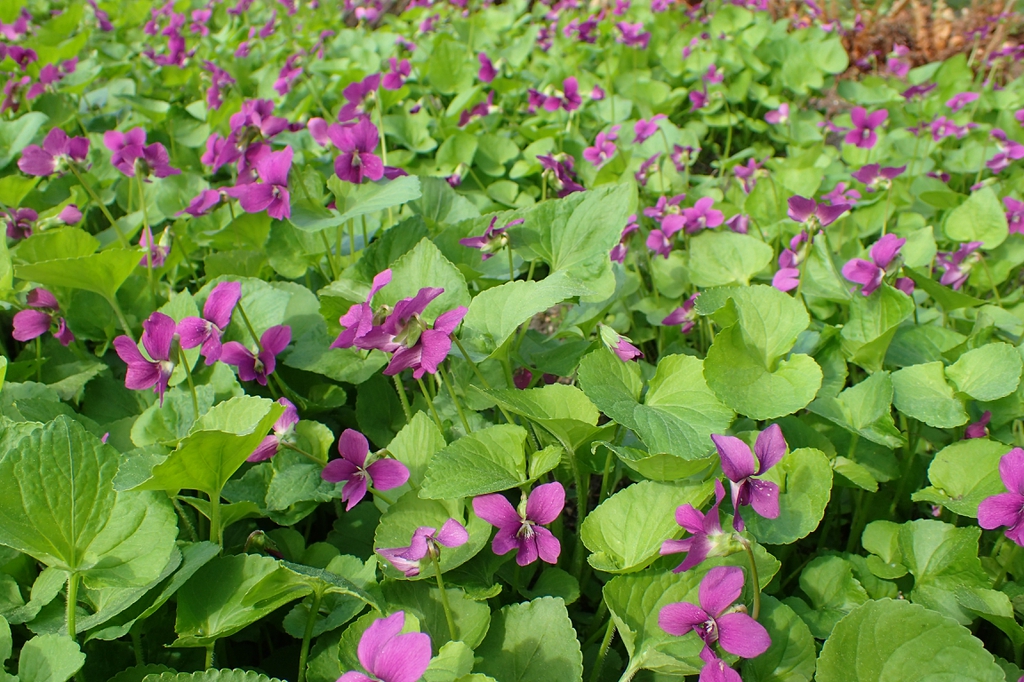 Viola sororia 'Rubra'