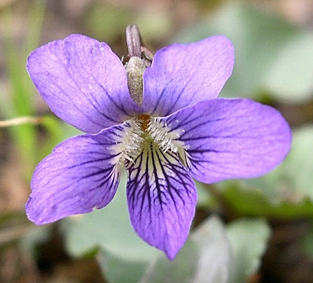 Viola sororia
