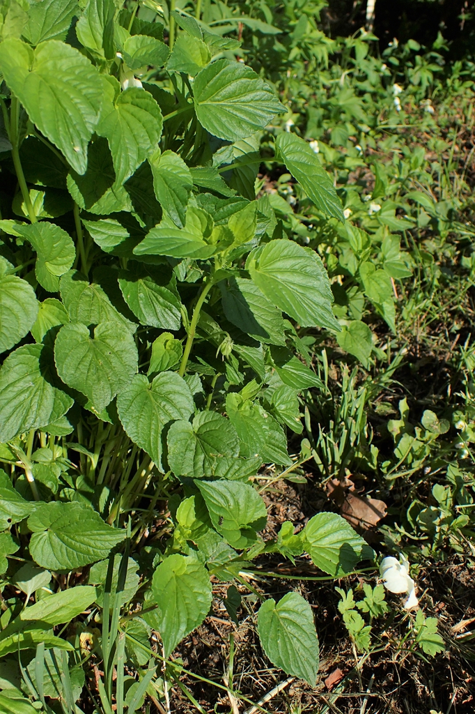 Viola striata