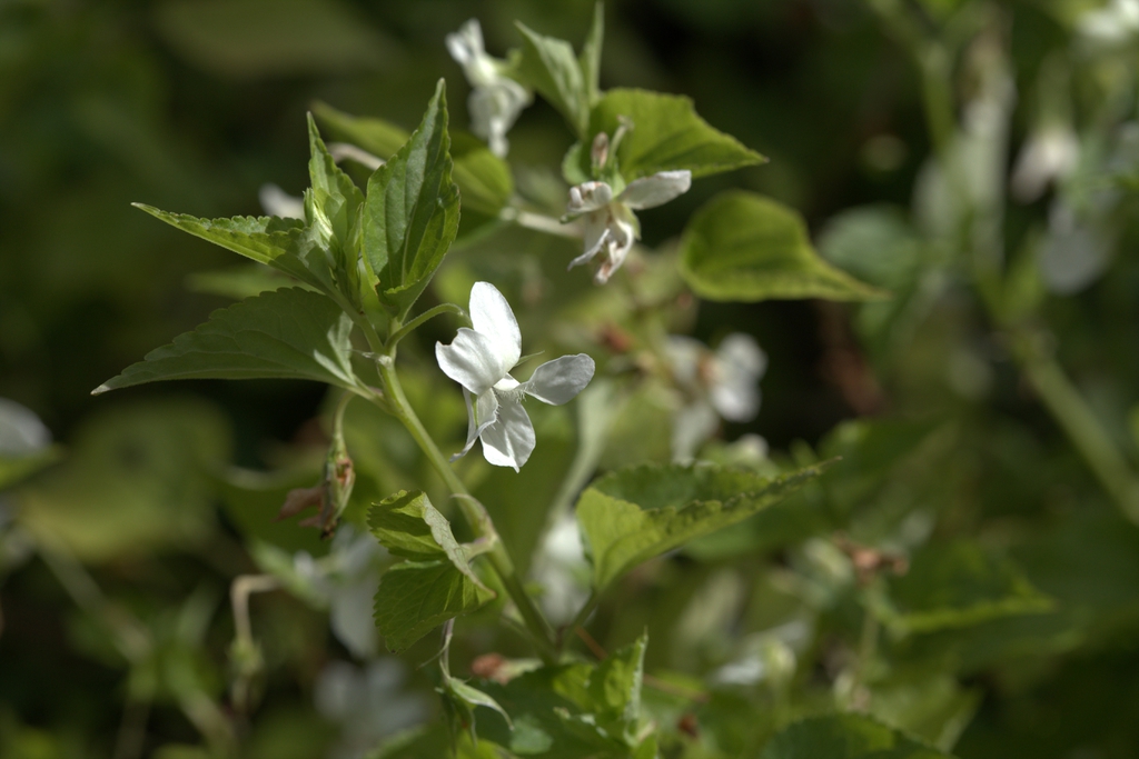 Viola striata