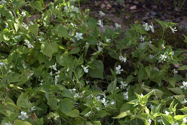 Viola striata