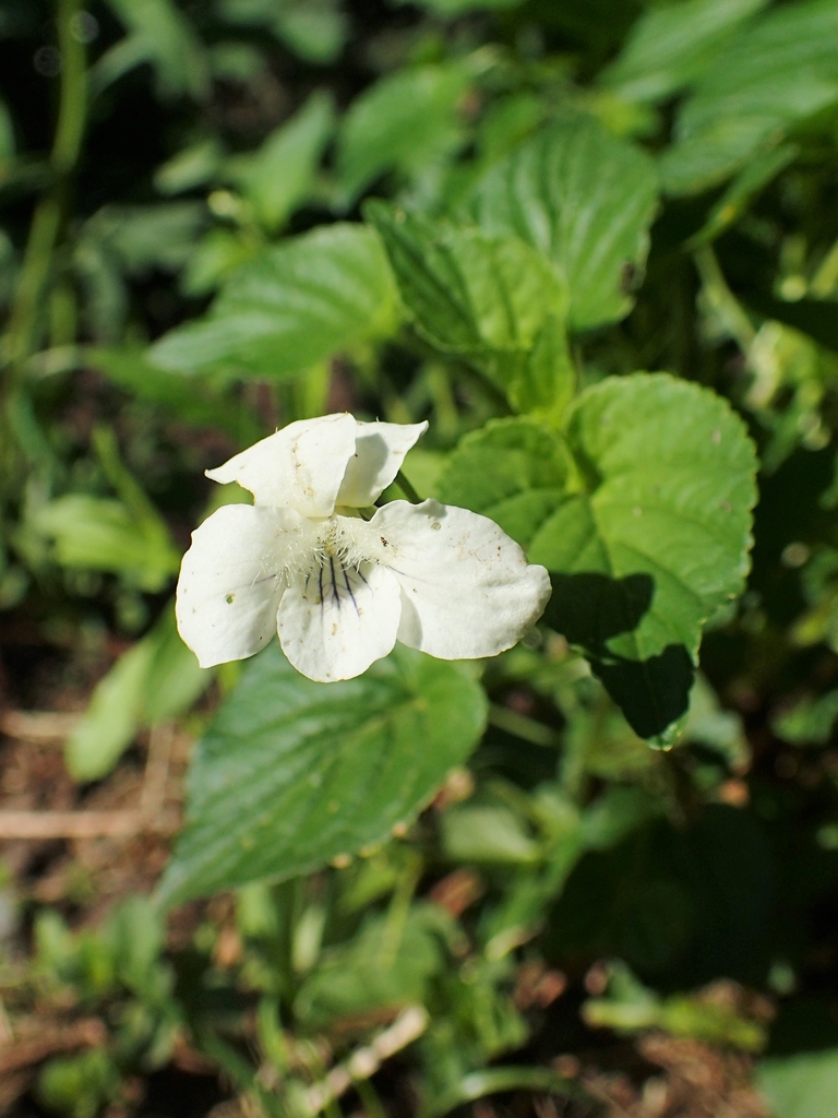 Viola striata