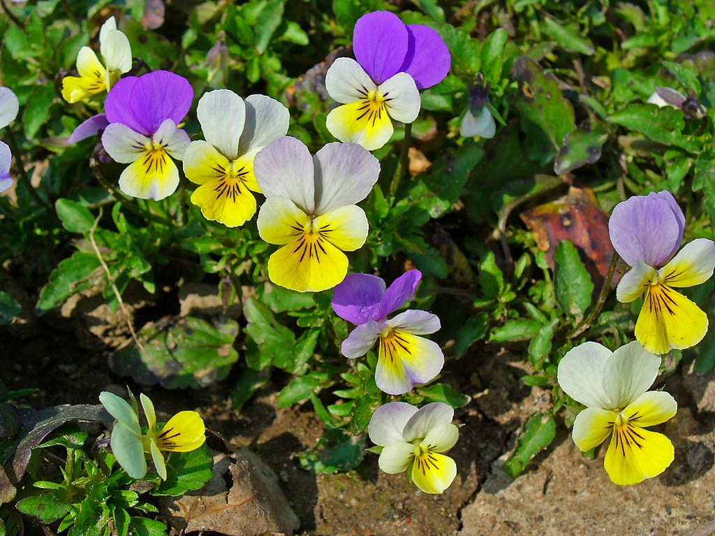 Viola tricolor