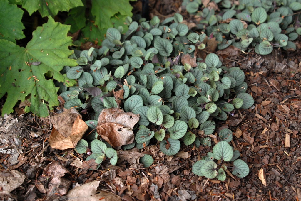 Viola walteri