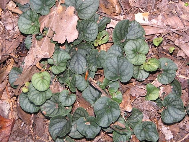 Viola walteri