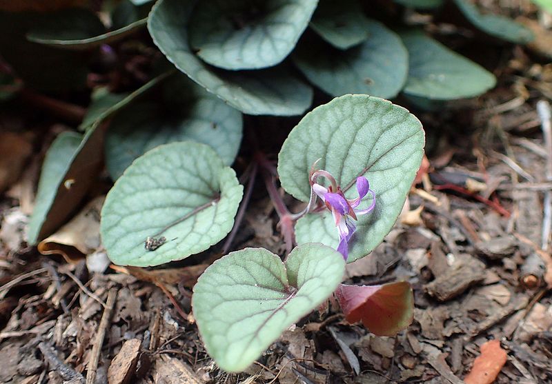 Viola walteri