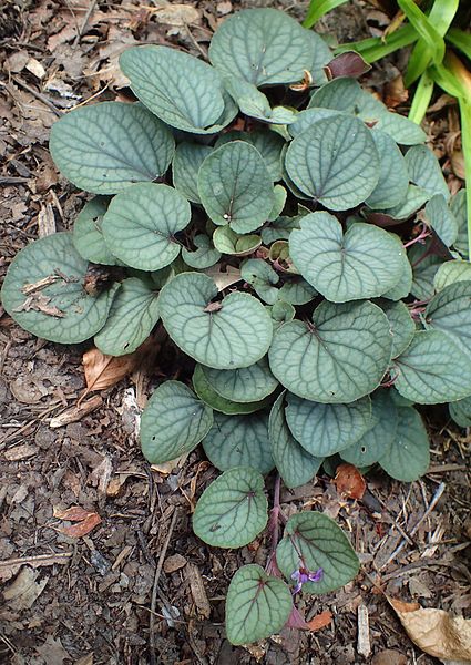 Viola walteri