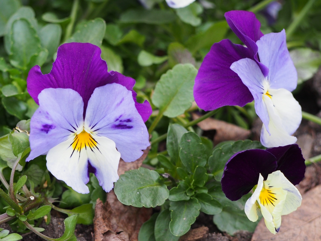 Flowers