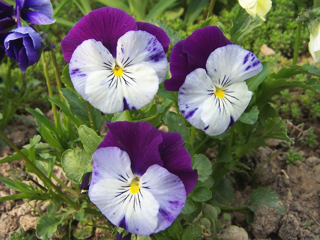 Flowers
