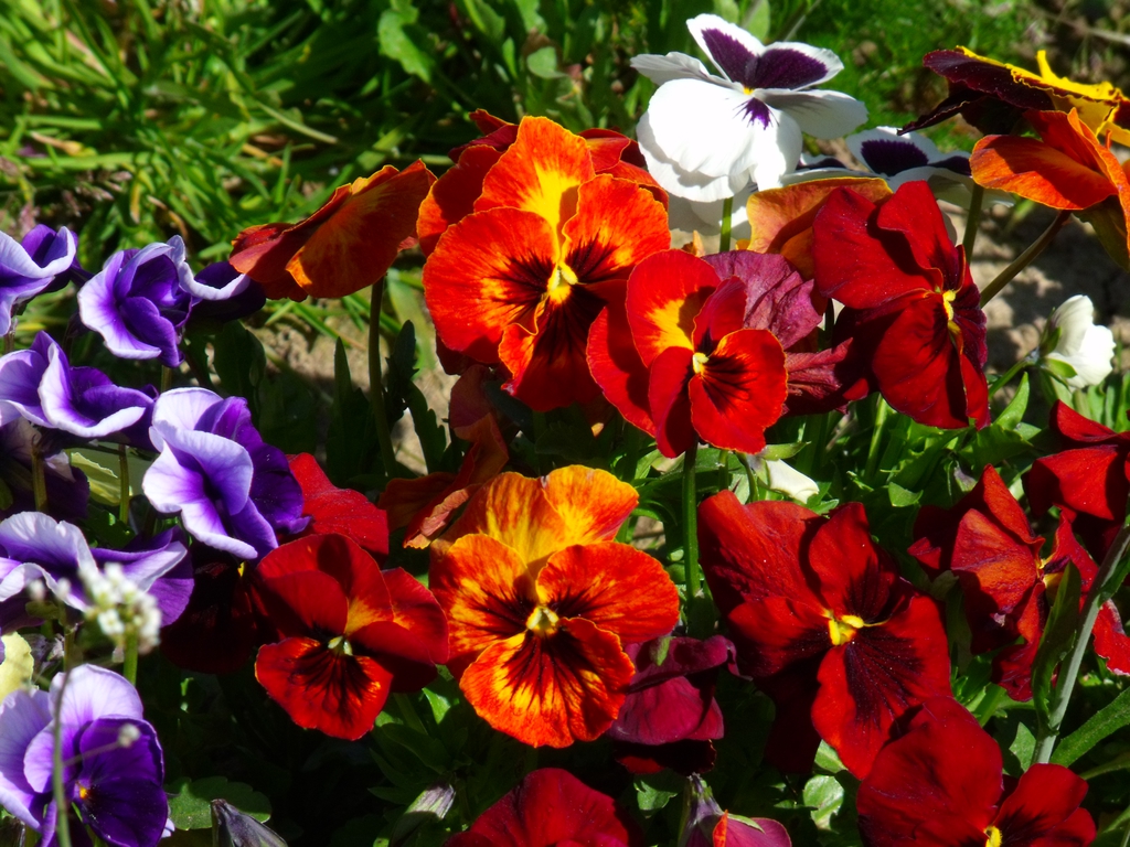 Flowers