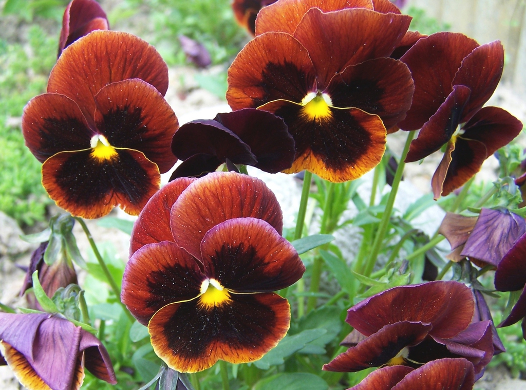 Flowers