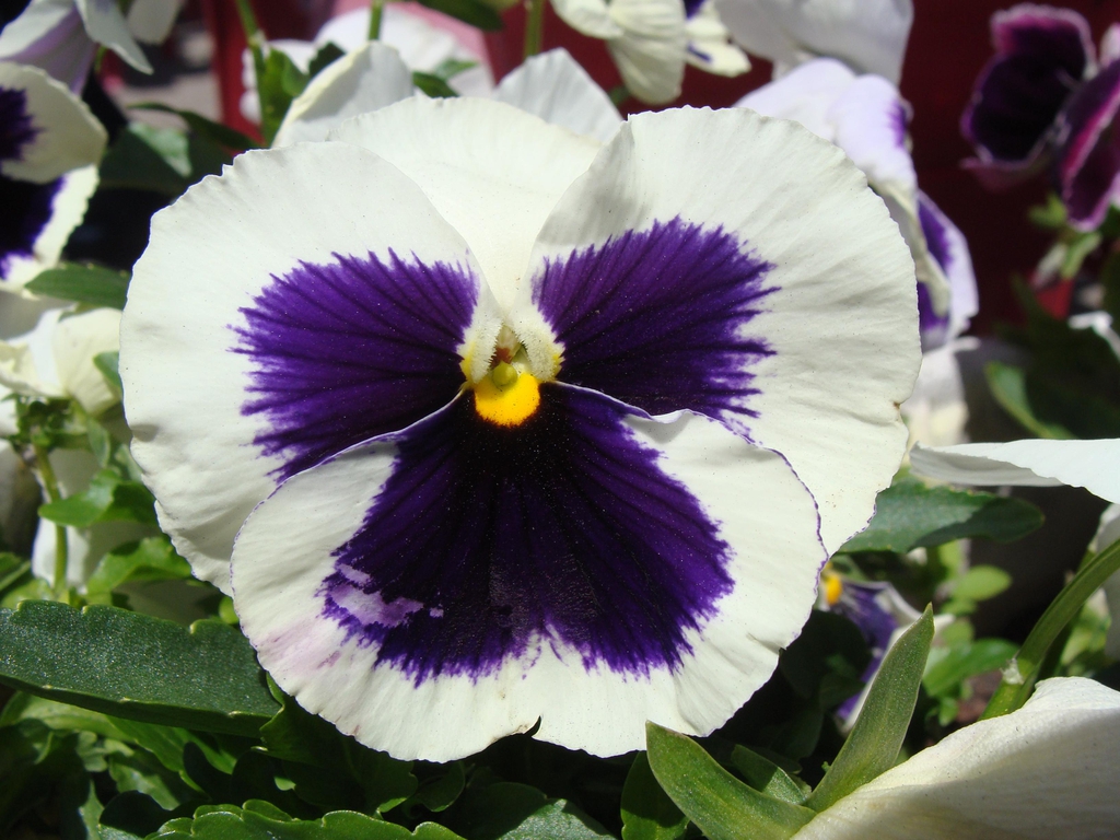 Flower