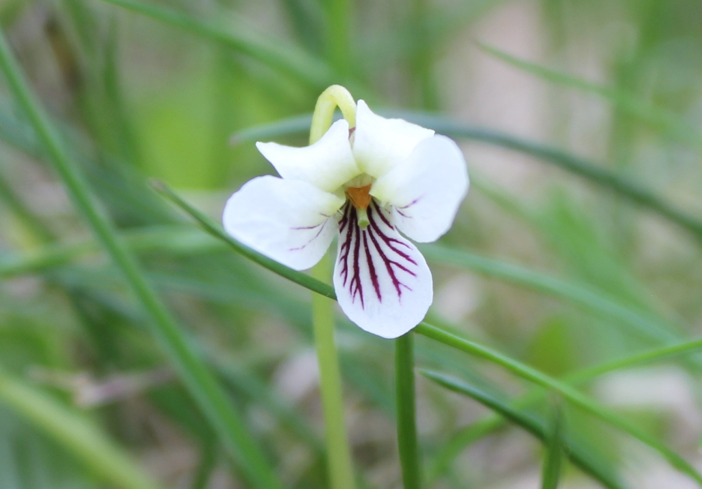 Viola macloskeyi