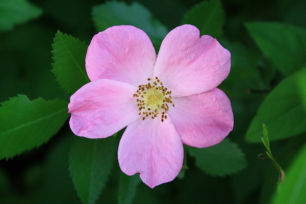 Close up of flower