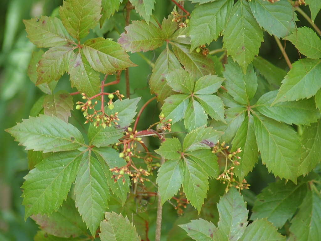 Leaves