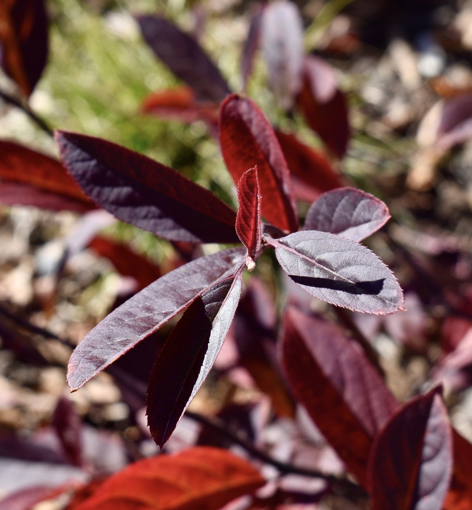 red serrated leaves in November