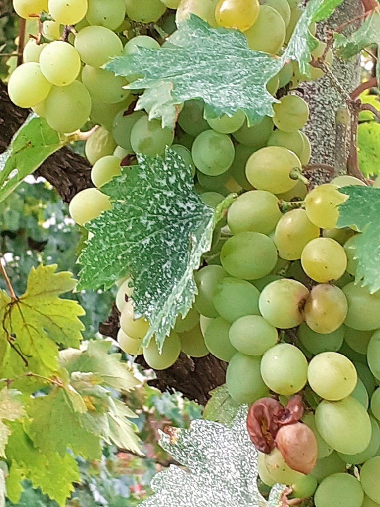 Vitis vinifera