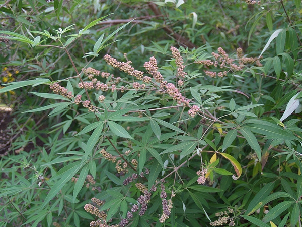 Terminal panicles of small capsules. Palmate leaves.