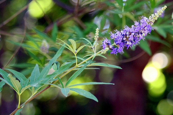 Bloom detail