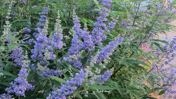 Terminal panicles of small, blue flowers.