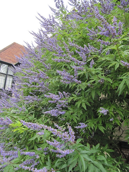 Shrub with terminal panicles of small purple flowers.