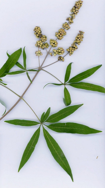 Leaf and fruit detail