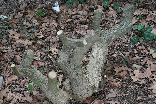 Vitex agnus-castus