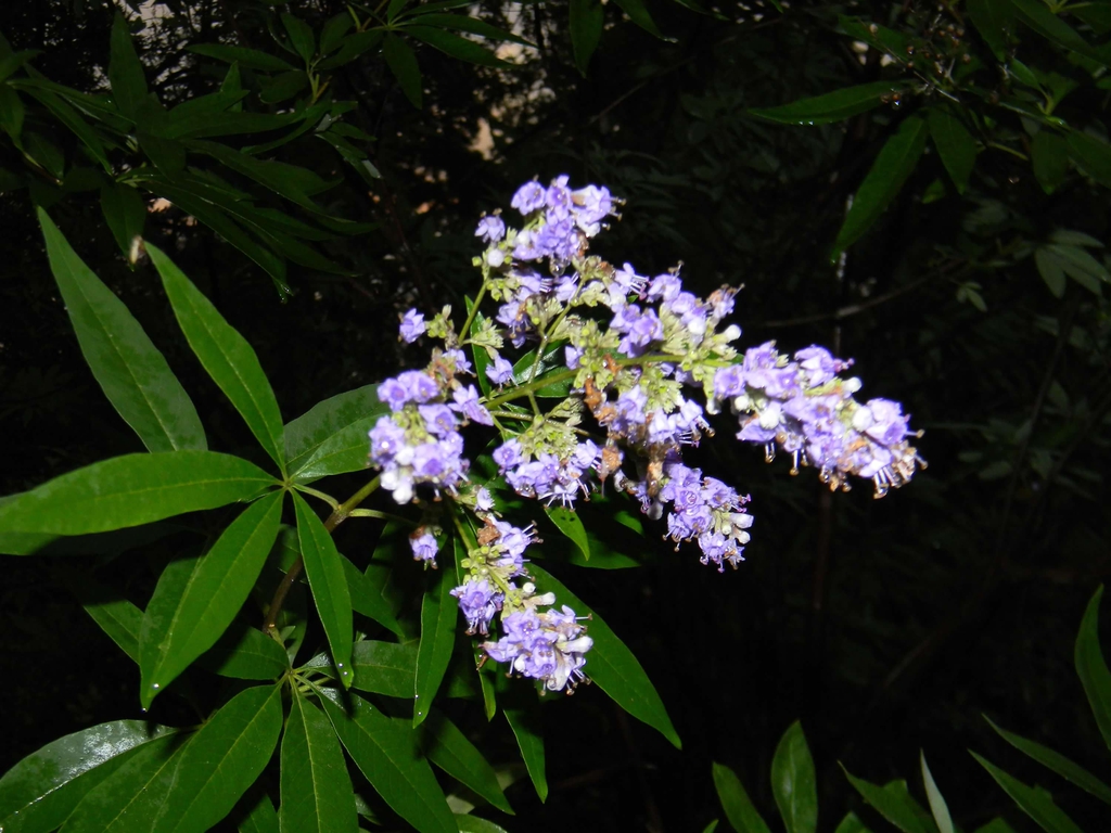 Terminal panicles of small, purple flowers.