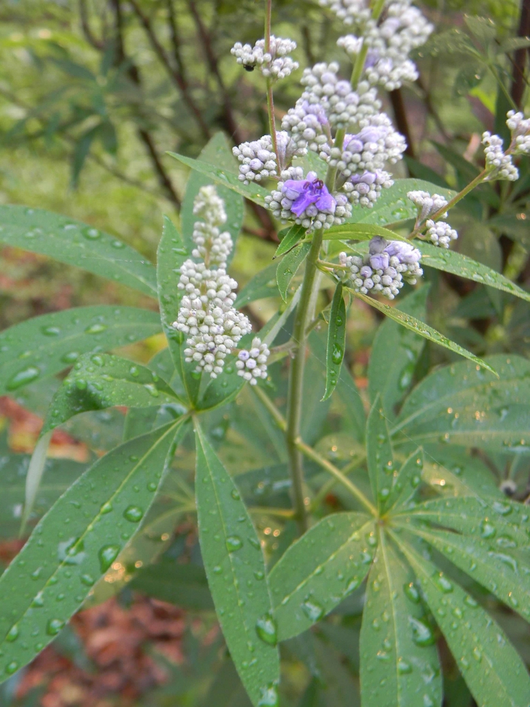 Terminal panicles of small, purple flowers. Palmate leaves.