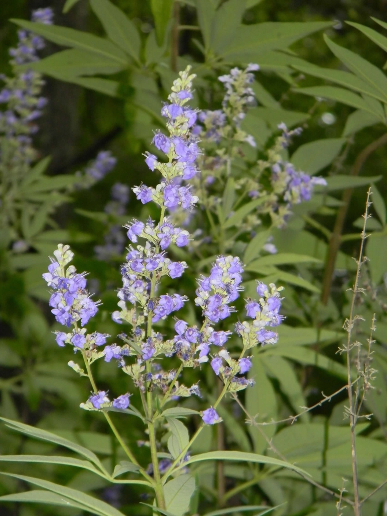 Terminal panicles of small, purple flowers.