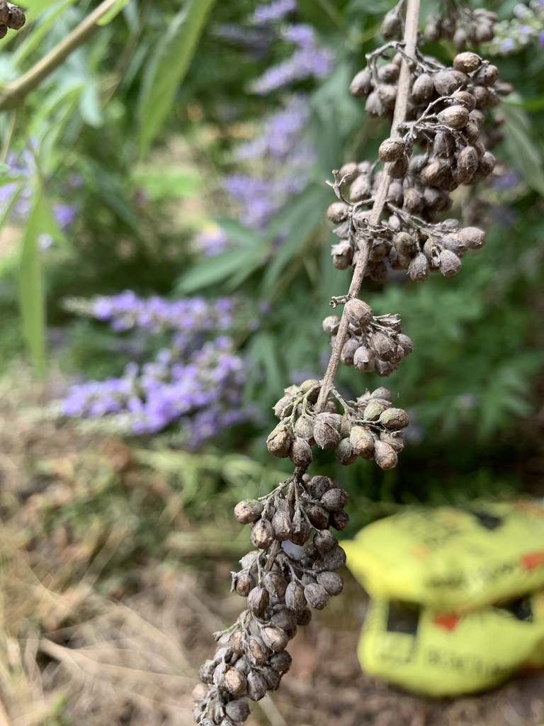 Fruit