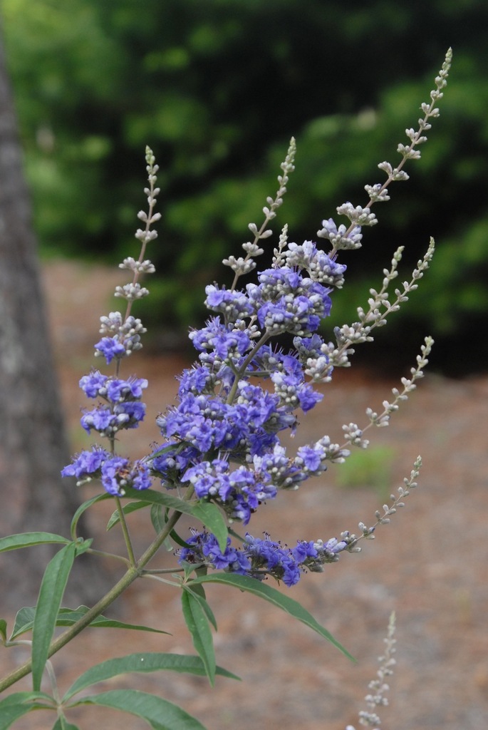 Terminal panicles of small, purple flowers.