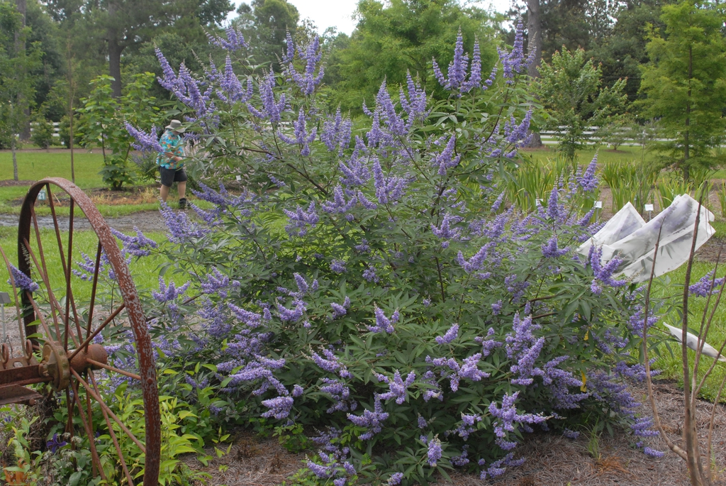 Shrub with terminal panicles of small, purple flowers.