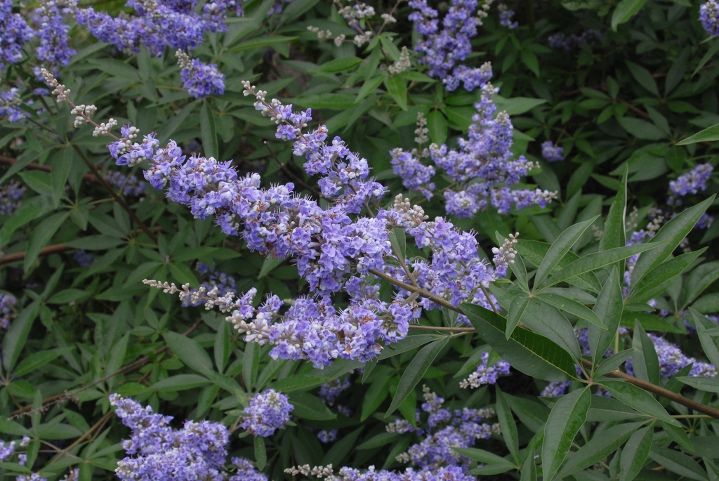 Terminal panicles of small, purple flowers.