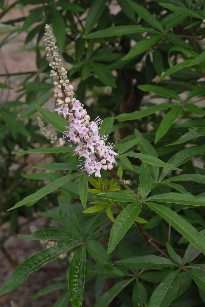 Terminal panicles of small, pink flowers.