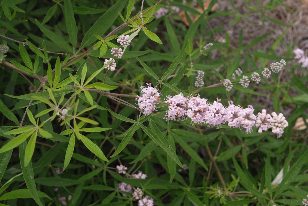 Terminal panicles of small, pink flowers. Palmate leaves.
