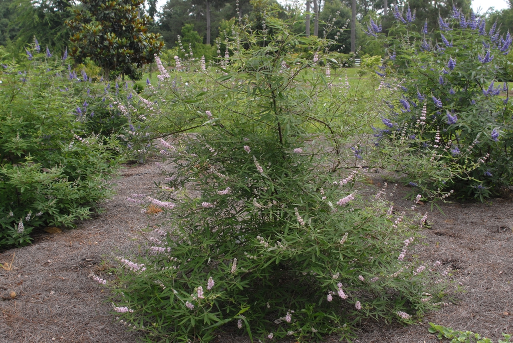 Shrub with terminal panicles of small pink flowers.