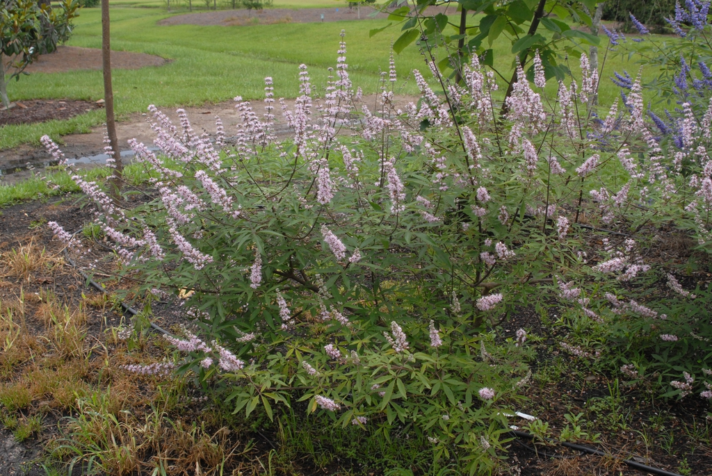 Shrub with terminal panicles of small pink flowers.