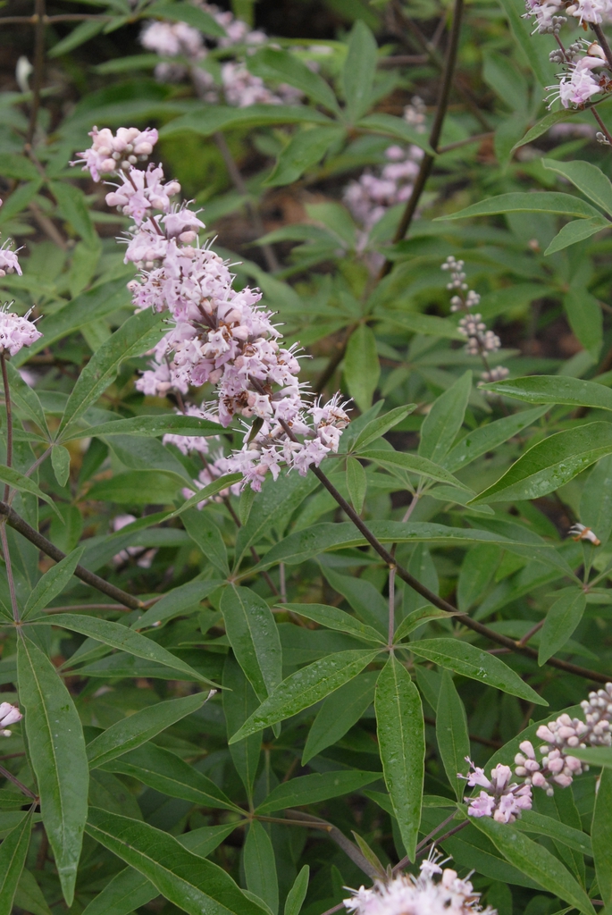 Terminal panicles of small, pink flowers.