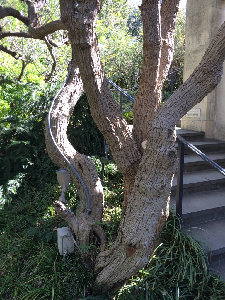 Bark